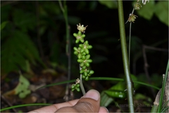 Ophiopogon intermedius